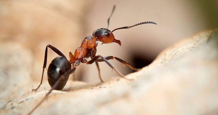 Ant control Polokwane Limpopo