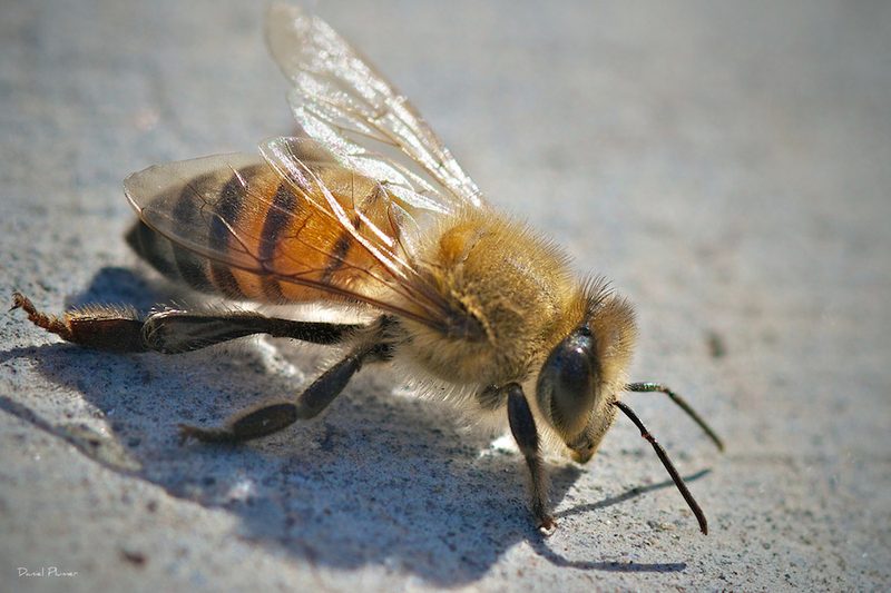 Bee and wasp removal Polokwane Limpopo