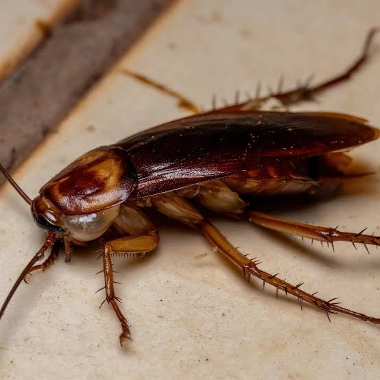 Cockroach treatment Polokwane