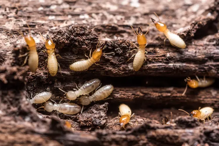Termite management Polokwane Limpopo
